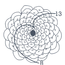 Pinecone insight analysis